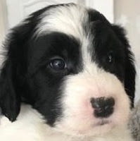 F1b sheepadoodle Size