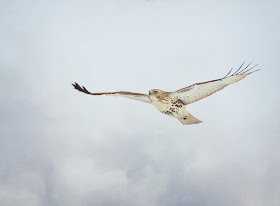 An immature red-tail soaring on a cloudy winter day.