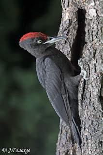 carpintero negro Dryocopius martius