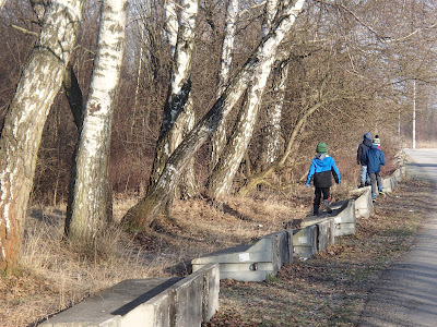 Zakrzówek, spacer na Zakrzówku, grzyby na Zakrzówku, Xylaria-polymorpha-próchnilec-maczugowaty, kisielnica-kedzierzawa-Exidia-plana, Flammulina-velutipes-płomiennica-zimowa