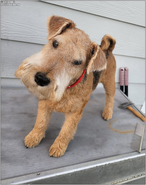 lakeland terrier