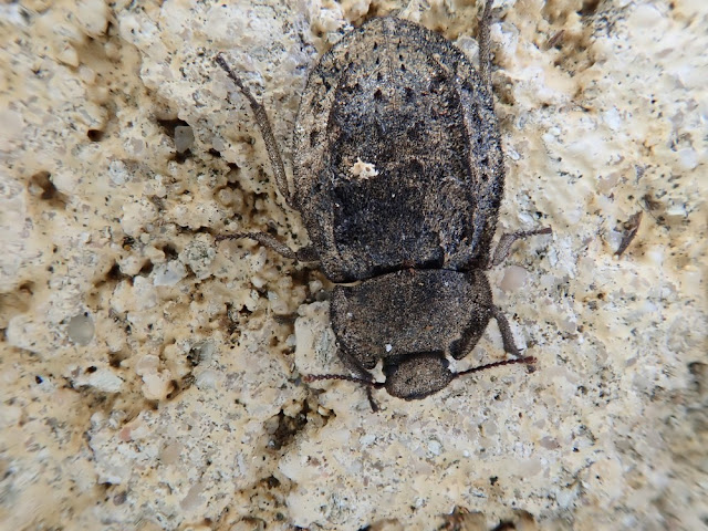 Asida longicollis