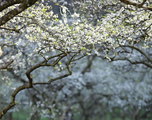 Moc Chau Plateau: Lost In Paradise With White Apricot Flower 3