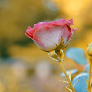 35+ rose flower image free download