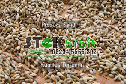 Gaharu                                      tanaman gaharu di indonesia