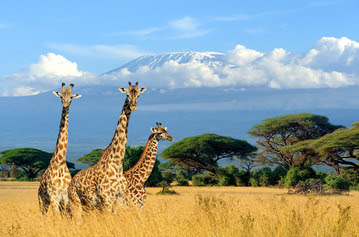 honeymoon destinations - kenya