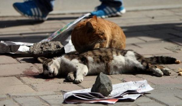 Kucing Ini Setia Menunggui Temannya Yang Telah Mati - Ada Yang Asik
