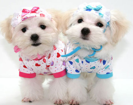 Cute Dogs