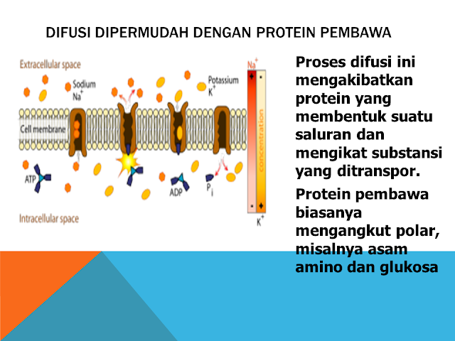 Difusi Dipermudah dengan Protein Pembawa