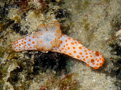 Gymnodoris rubropapulosa Nudibranch