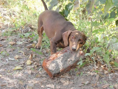 Strong Dachshund Seen On www.coolpicturegallery.us