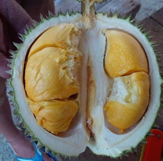 Syarat Tumbuh Durian Duri Hitam atau Oche