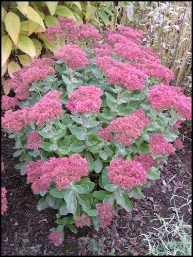 sedum - autumn joy_thumb[2]