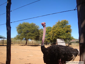 fazenda de avestruz na África do Sul