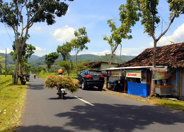 Pemandangan Sawah Desa Kenteng Nanggulan Yang Indah