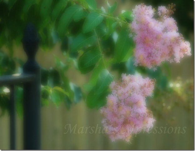 pink crepe myrtle blurred copy w watermark