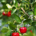 Acerola Facts : Nature's Vitamin C Champion and More