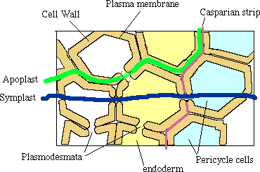 Symplat and apoplast 