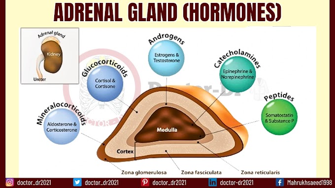 Adrenal Gland (Hormones) - Structure, Functions, Disorders