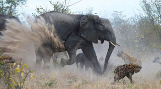 Elephant Fights