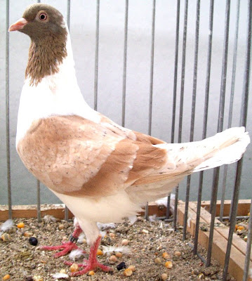 Triganino Modenese Pigeon