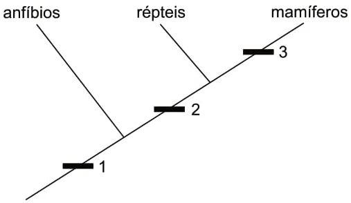 anfíbios répteis mamíferos