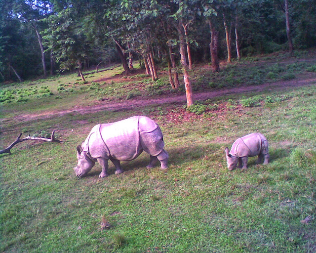 Rhino Mobile Photo in Chitwan