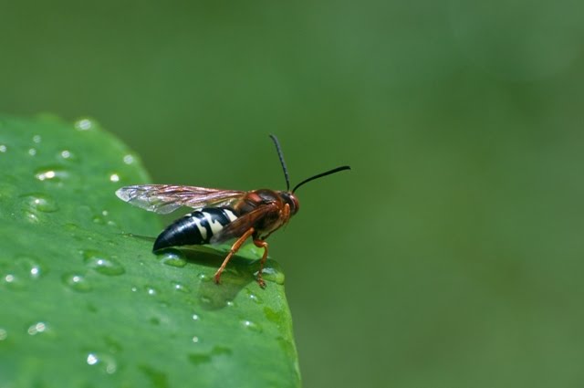 Cicada Killer Wasps Pictures