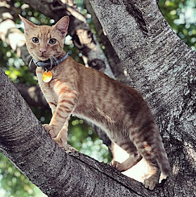 Jinger Duggar and Jeremy Vuolo new cat Jacob