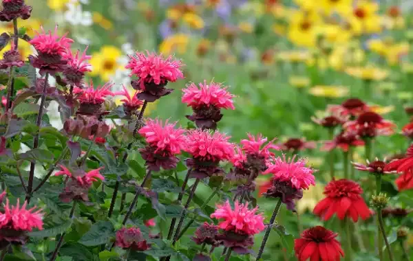 Bee Balm (Monarda)