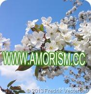 DSC07234 VITA KÖRSBÄRSBLOMMOR MED AMORISM