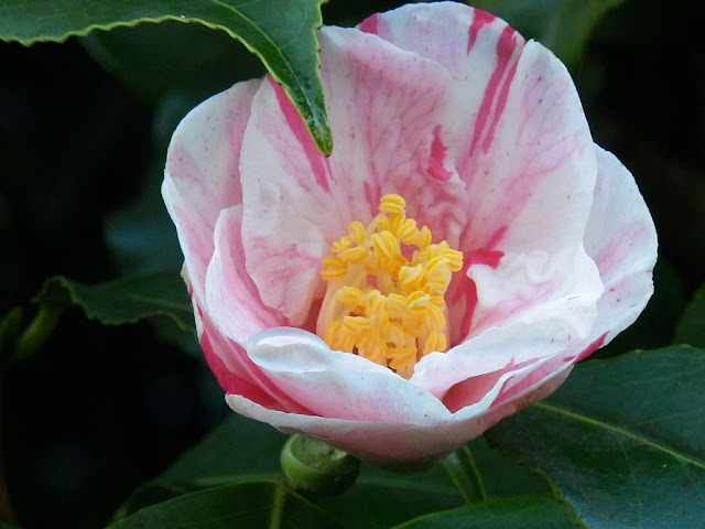White and pink camellia flower