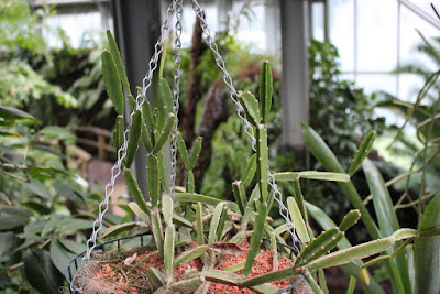 Rhipsalis cereoides care and culture