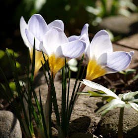 Blå botaniske krokus i haven i marts