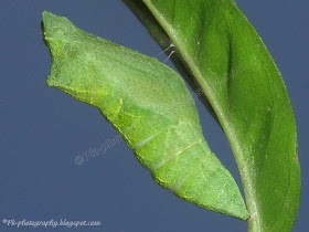 Butterfly Chrysalis