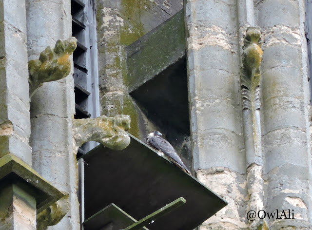 Peregrine falcon on Lincoln Cathedral nest platform