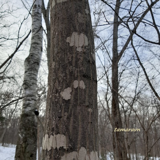 Клён ложнозибольдов (Acer pseudosieboldianum)