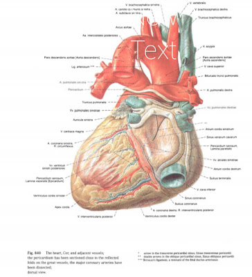 Anatomi Jantung : Pengertian, Lapisan, Ruang Jantung, Dan Katup-Katup Pada Jantung