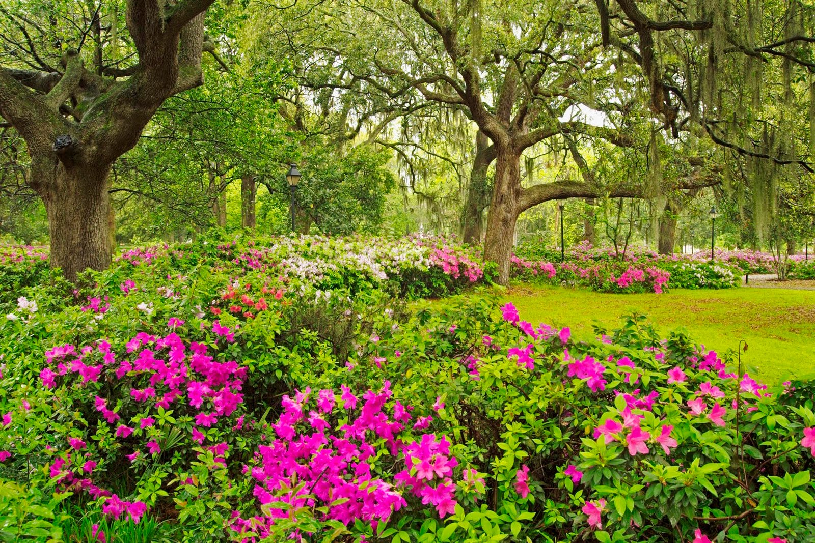 Beautiful Flower Garden Wallpaper