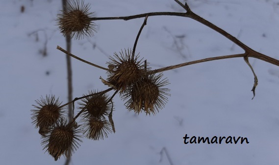 Лопух войлочный (Arctium tomentosum)