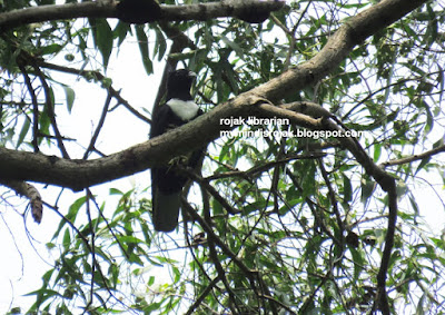 Black Baza in Bidadari