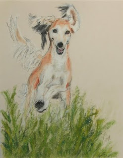 Saluki Art by Cori Solomon