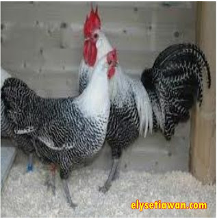 gambar Ayam Arab Silver