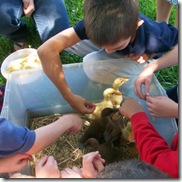 ducks with 2nd grade