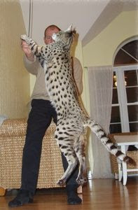 savannah cat image