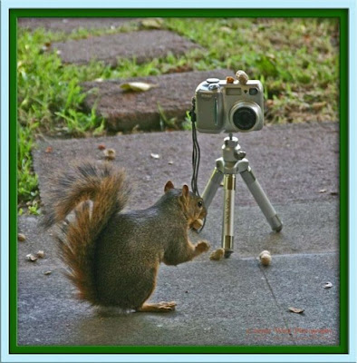 Animal With Camera Seen On www.coolpicturegallery.us