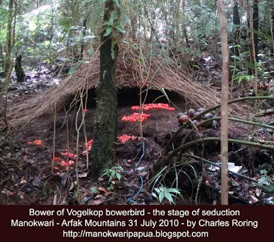 The bower of Vogelkop Bowerbird