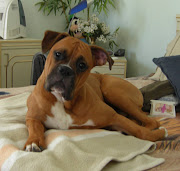 Boxer Dog Pictures (boxer dog pictures )