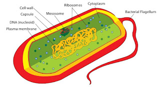 bacterial cell structure