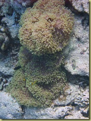 Large Anenomes
